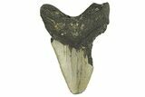 Bargain, Fossil Megalodon Tooth - Serrated Blade #295403-1